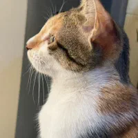 گربه ۴ ماهه