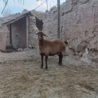 میش هترو
