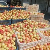 سیب فرانسوی شیرین آب دار کیلو 100|خوردنی و آشامیدنی|تهران, شهرک شریعتی|دیوار