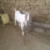 با سلام خدمت دوستان یک عددنربزدودندون