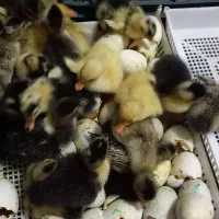 تخم نطفه دار اردک محلی و روسی برای جوجه کشی|حیوانات مزرعه|رشت, حومه رشت|دیوار