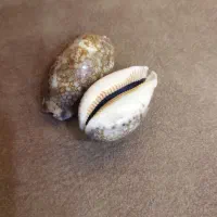 صدف قدیمی خارجی|کلکسیون اشیاء عتیقه|بهبهان, |دیوار