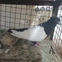 ماده سینه ای عتیقه