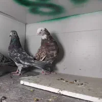 کبوترهماوسرور نر|پرنده|ری, شهرک نظامی|دیوار