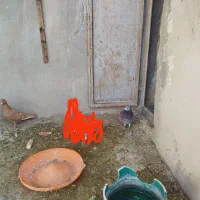 کفتر|پرنده|شیراز, گویم|دیوار