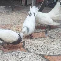 پرنده|پرنده|شادگان, |دیوار