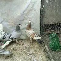 سار|پرنده|تربت‌حیدریه, پائین ولایت|دیوار