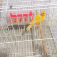 قناری ماده|پرنده|امیدیه, |دیوار