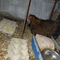 مرغ خروس کرچ