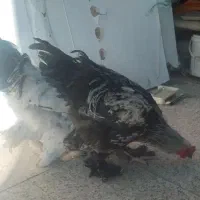 دوعددخروس برهما