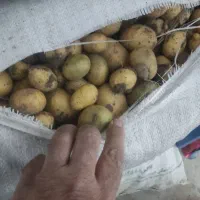 خرید سیب دامی