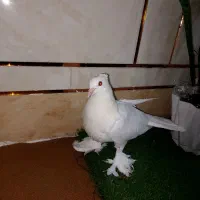 کبوترشهری چینی نریه پری|پرنده|گتوند, |دیوار