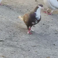 کفتر یا کبوتر