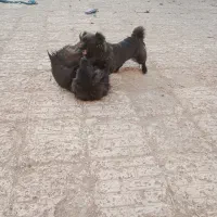 یک جفت سگ پاکوتاه پامر اشپیتز ژاپنی سیاه یک ساله و