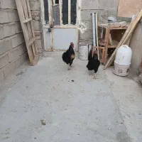 مرغ وخروس|حیوانات مزرعه|چگنی, |دیوار