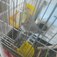 عروس هلندی ماده دستی|پرنده|بیرجند, |دیوار