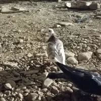 کفتر غریبگیری|پرنده|قرچک, زیبا شهر|دیوار