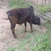 ورزاکوله