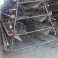 قفس مرغ تخم گذار