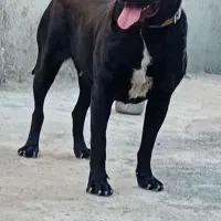 سگ روتوایلر کنکورسو