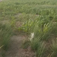 زمین کشاورزی