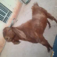 کهره نر ۱ ساله داشتی|حیوانات مزرعه|سیمکان, |دیوار