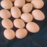 تخم مرغ گلین نطفه دار