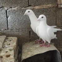 پرنده کفتر|پرنده|صدرا-فارس, فاز ۱|دیوار