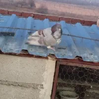 فروش تعدادی کبوتر پرشی دهنجور|پرنده|نقده, |دیوار