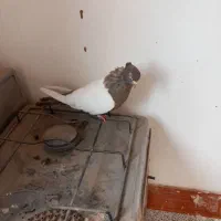 سینه فیلی یا فیلی کینح|پرنده|ملکان, |دیوار