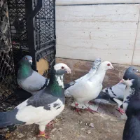 کبوتر|پرنده|بوشهر, |دیوار