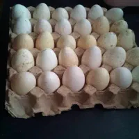 تخم بوقلمون