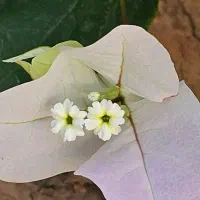 گل کاغذی شکوفه گیلاسی(Cherry Blossom)|گل و گیاه طبیعی|شیراز, شهرک بهشتی|دیوار