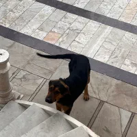 واگذاری یا معاوضه|سگ|شهریار, رضی آباد پایین|دیوار