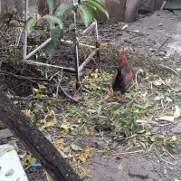 خروس محلی|حیوانات مزرعه|رشت, نخودچر|دیوار