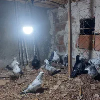 کبوتر هوایی|پرنده|ساری, |دیوار