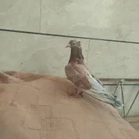 هفرنگ
