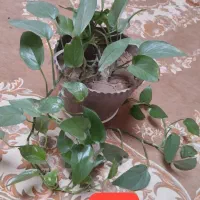 گل طبیعی خونگی شاداب|گل و گیاه طبیعی|قائن, |دیوار