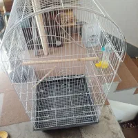 قفس  عروس هلندی