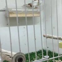 فنچ گلدین ماده|پرنده|تهران, هفده شهریور|دیوار