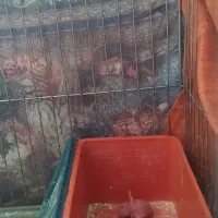 مرغ عشق|پرنده|فردیس, فردیس|دیوار