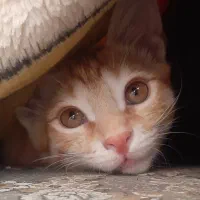 گربه|گربه|سنندج, |دیوار