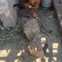 خروس لاری ترکیه اصل