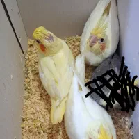 طوطی سرلاکی