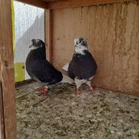 کفتر گرفتنی یه جا   ۲۰۰