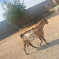 فروش یک عدد نری  شهرک رودبار