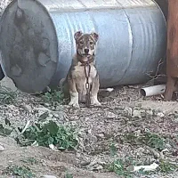 توله نر سرابی ۲ ماهه آینده دار