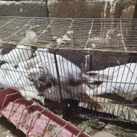 تعدادی کبوتر