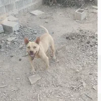 پیتبول ماده