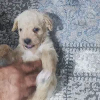 پودل نسکافه ای واکسن زده انگل تراپی شناسنامه دار|سگ|مشهد, هفده شهریور|دیوار